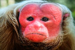 ترسناکترین چهره میان میمون ها را میمون 