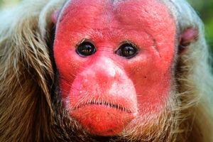ترسناکترین چهره میان میمون ها را میمون "اواکاری سرخ" یا میمون سرطاس دارد