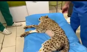 «پیروز» تاکسیدرمی می‌شود