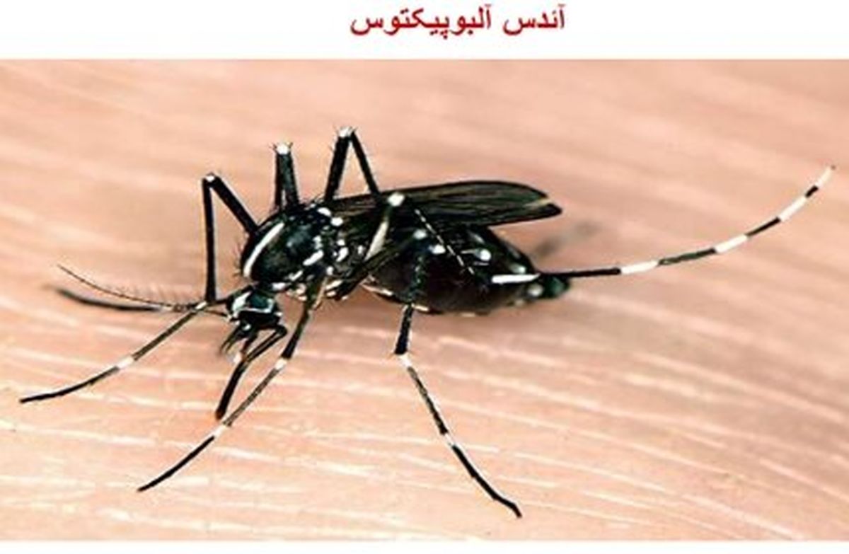  بازگشت تب دنگی در ایران؛ آمار مبتلایان به ۱۷ نفر رسید 