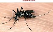 بازگشت تب دنگی در ایران؛ آمار مبتلایان به ۱۷ نفر رسید