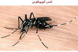 بازگشت تب دنگی در ایران؛ آمار مبتلایان به ۱۷ نفر رسید
