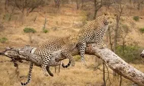  درگیری شدید یک پلنگ ماده با دخترش/ ویدئو

