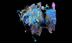 سرنخ‌ درک حافظه انسان در عضلات نهفته است

