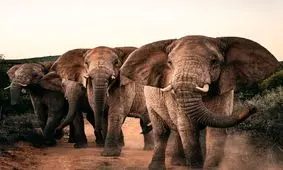 محاسبه شانس کشته شدن شما توسط یک سیارک در برابر فیل