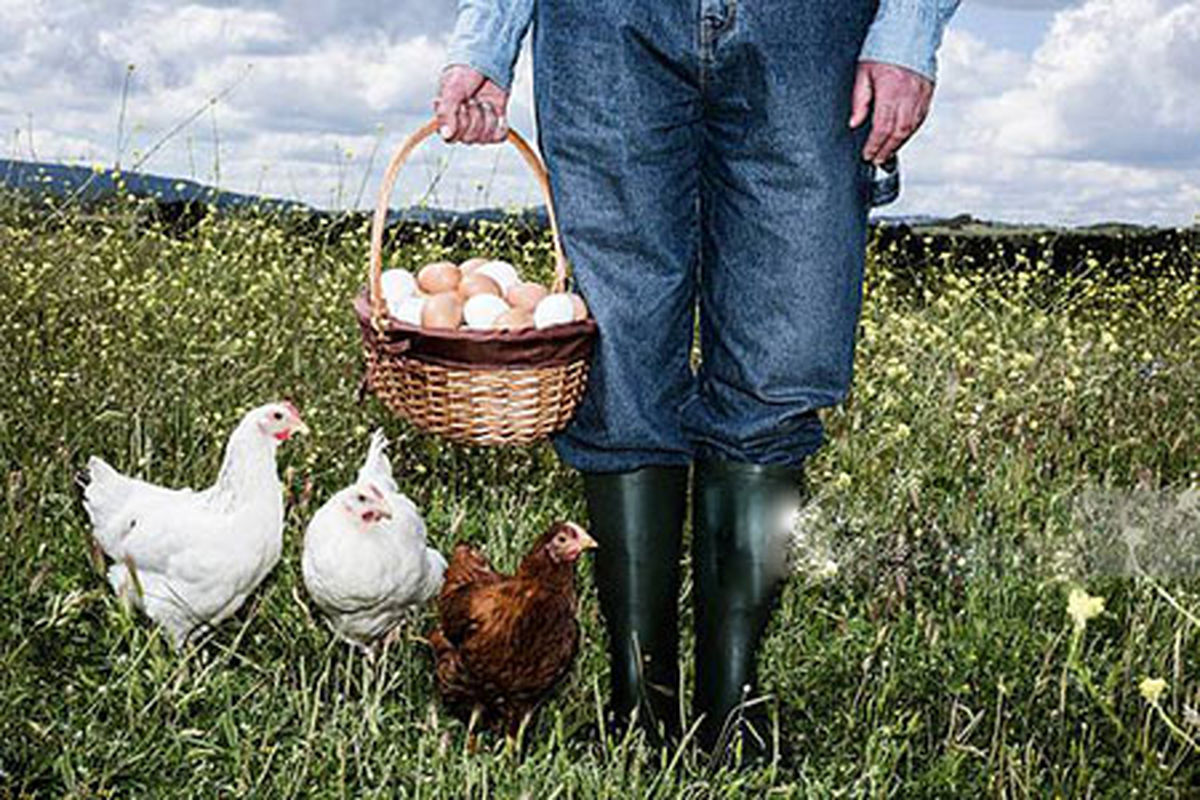 خواص تخم مرغ محلی با تخم مرغ ماشینی چه تفاوتی دارد؟