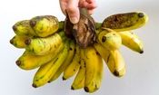 پایان موز