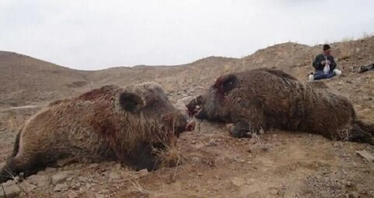 بازداشت 2 محیط بان به اتهام قتل شکارچی گراز