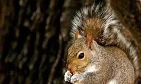 سنجاب‌ها برای کشف مواد مخدر به پلیس چین می پیوندند

