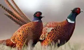 پرورش قرقاول، مهجور در عین سودآوری