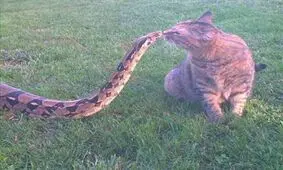 دفاع جانانه یگ گربه از بچه‌های خود در برابر حمله‌ مار غول پیکر!
