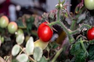 گوجه فرنگی گمشده در ایستگاه فضایی بین‌المللی پیدا شد!