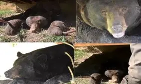 خرس غول‌پیکر برای خواب زمستانی زیر یک خانه را انتخاب کرد/ ویدئو