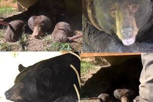 خرس غول‌پیکر برای خواب زمستانی زیر یک خانه را انتخاب کرد/ ویدئو