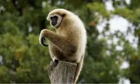 میمونی که خودش یک حیوان خانگی دارد!/ ویدئو