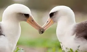  این پرنده‌ هرگز خیانت نمی‌کند/ ویدئو