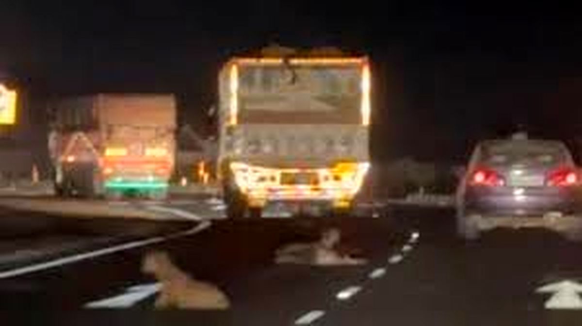 سرقت عجیب گوسفندان از کامیون در حال حرکت/ ویدئو