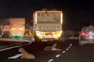 سرقت عجیب گوسفندان از کامیون در حال حرکت/ ویدئو