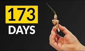 اگر زنجبیل را بکاریم چه می شود/ ویدئو