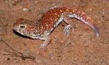 مارمولکی با قابلیت فریاد زدن در دل بیابان
