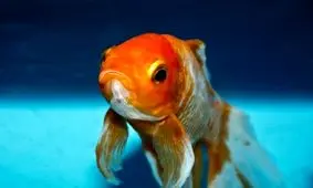 مردم در هیچ شرایطی ماهی قرمز را در رودخانه‌ها رها نکنند