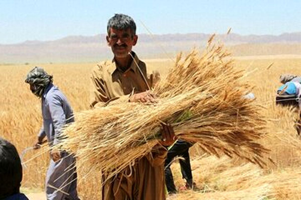 جلسه بررسی مجدد قیمت گندم برگزار نشد