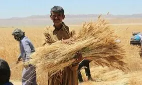 جلسه بررسی مجدد قیمت گندم برگزار نشد