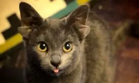 خواب شیرین گربه عجیب الخلقه/ ویدئو