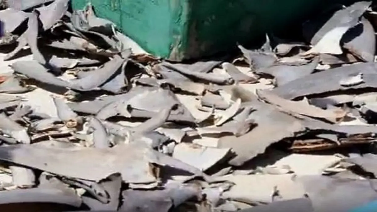 ۸ هزار قطعه کوسه قاچاق در چابهار کشف شد