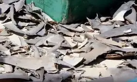 ۸ هزار قطعه کوسه قاچاق در چابهار کشف شد