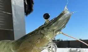 چرا میگوها رو کور می‌کنند؟/ ویدئو