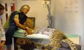 آخرین اخبار از وضعیت «پیروز»؛ تکذیب ترخیص از بیمارستان