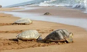  رهاسازی ۱۲۰۰ بچه لاک‌پشت در حیات وحش/ ویدئو