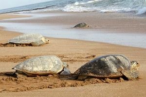  رهاسازی ۱۲۰۰ بچه لاک‌پشت در حیات وحش/ ویدئو