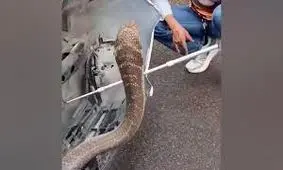 کشف شاه کبرای چهار متری در موتور یک وانت در تایلند/ ویدئو