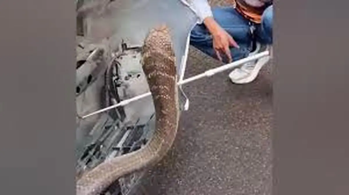 کشف شاه کبرای چهار متری در موتور یک وانت در تایلند/ ویدئو