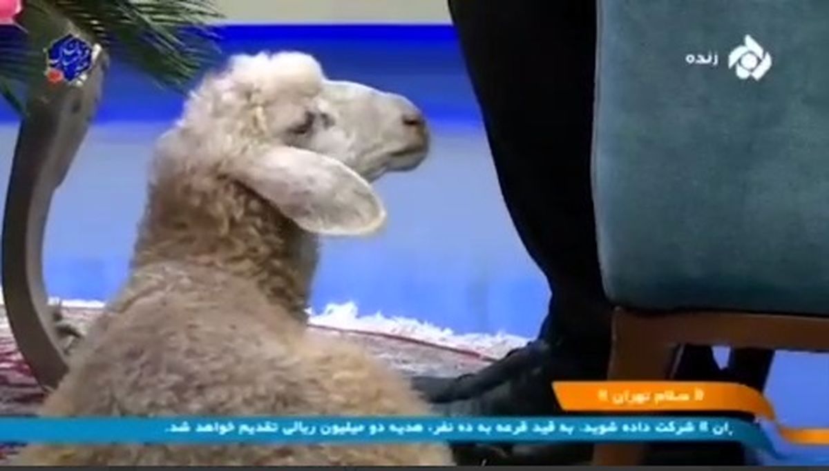 اقدام عجیب صداوسیما در ویژه برنامه عید قربان؛ آوردن گوسفند به استودیو/ ویدئو