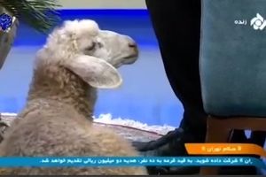 اقدام عجیب صداوسیما در ویژه برنامه عید قربان؛ آوردن گوسفند به استودیو/ ویدئو
