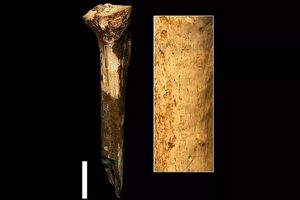 اجداد انسان‌ها ۱.۵ میلیون سال پیش همدیگر را قصابی می‌کردند و می‌خوردند

