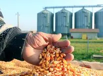 نهاده‌های دامی در ایران؛ از سقوط جهانی تا جهش ۶ برابری داخلی