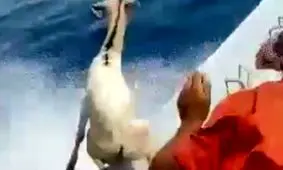 بازداشت عاملان پرت کردن گوسفندان در دریای عمان