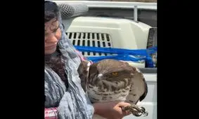 رهاسازی عقاب مارخور توسط یک زن پس از تیمار شدن/ ویدئو