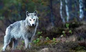 گرگ 3 شهروند همدانی را مجروح و راهی بیمارستان کرد

