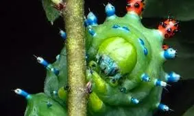 شاید بانمک ترین پاهای جهان