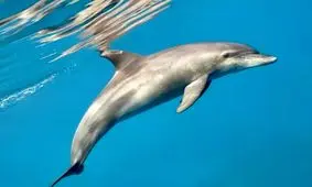 پژوهش جدید: دلفین‌ها احتمالاً با دندان‌های خود صداهای زیر آب را می‌شنوند!