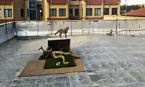 اقدام عجیب سازمان محیط‌زیست/ نگهداری توله‌یوزهای آسیایی روی پشت‌بام ساختمان! /ویدئو