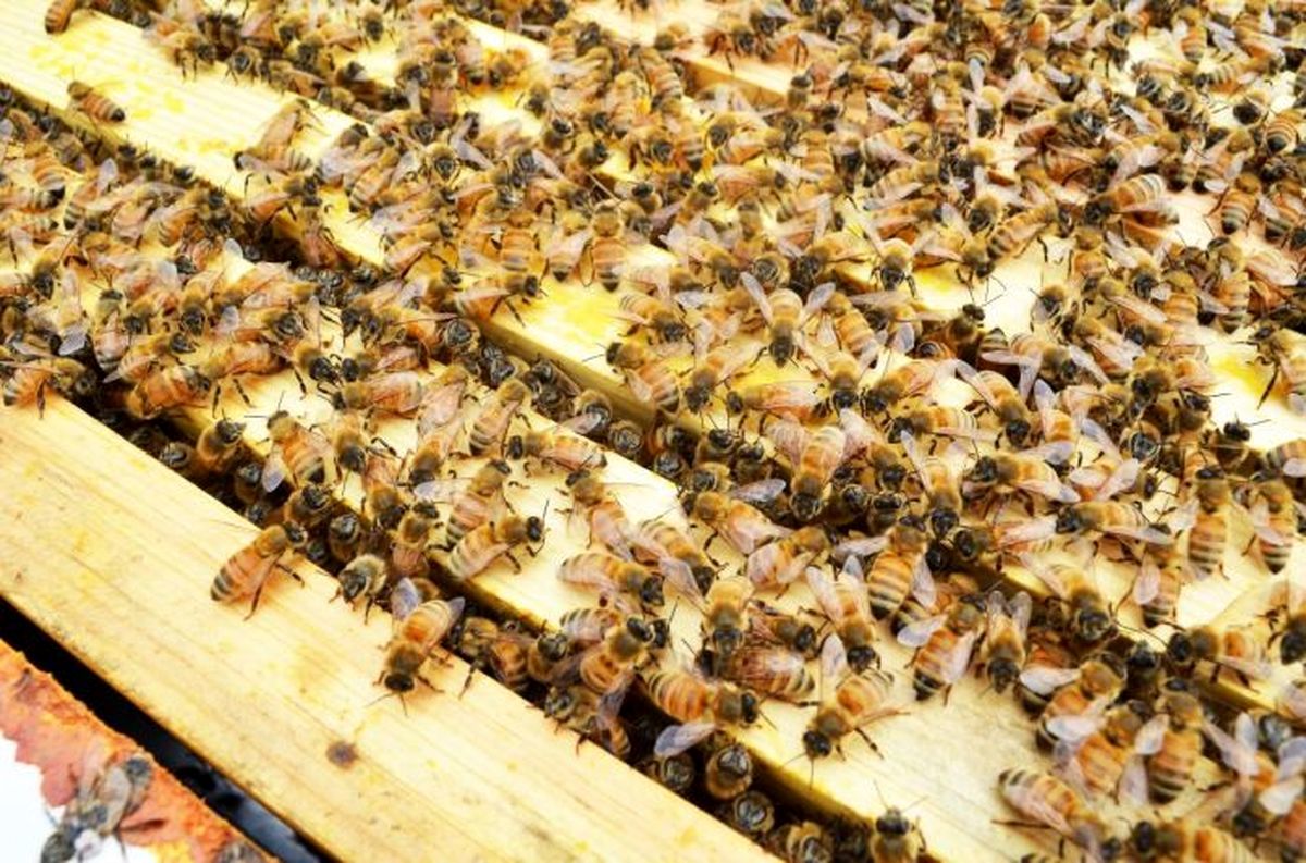 زنبورهای گرسنه به یک روستا در عراق حمله کردند