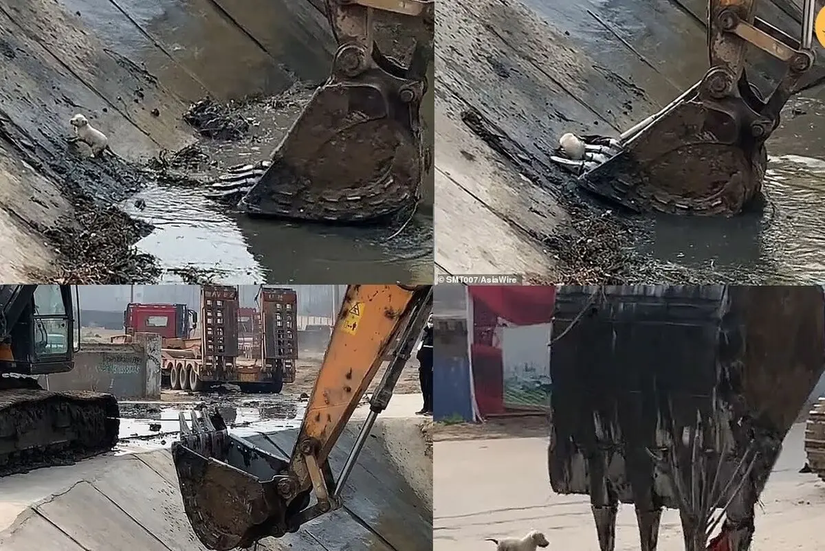 نجات یک سگ کوچک با استفاده از بیل مکانیکی/ ویدئو