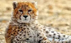 آیا پوست یوزپلنگ کشف‌شده در مهدیشهر مربوط به مادر «آذر» و «توران» است؟