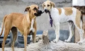 فوت پسر ۱۱ ساله بر اثر حمله سگ‌های ولگرد در شیراز